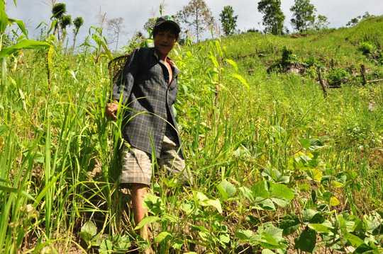 Những lúc rãnh rỗi, “người rừng” con Hồ Văn Lang đi rẫy săn bắt hái trầu câu. Ảnh: Tử Trực