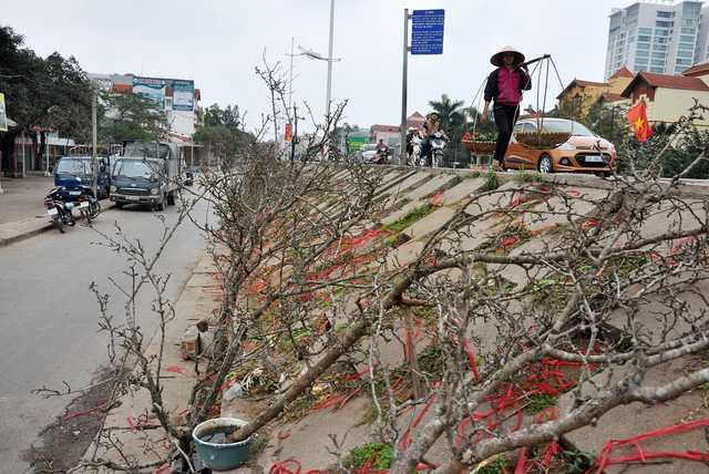  Không chỉ có đào, lê rừng cũng được bày bán khá nhiều. Trung bình một cành lê ở chợ Quảng An có giá giao động từ 800 nghìn đến 5 triệu đồng, đắt hơn so với mọi năm. 