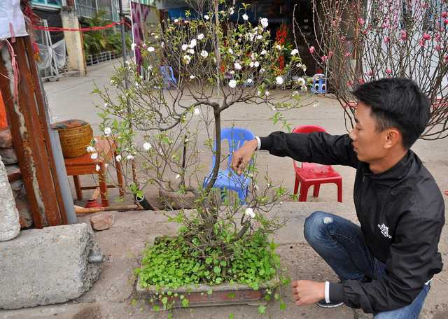  Anh Phan Thanh Hà (chủ cửa hàng bán hoa chợ Quảng An) cho biết, vài năm gần đây thú chơi đào muộn ở Hà Nội được nhiều người ưa chuộng vì thế thị trường bán đào, lê rừng sau Tết vẫn khá sôi động. Từ mùng 4 Tết cửa hàng anh Hà đã nhập đào và lê rừng về bán phục vụ nhu cầu người dân. 