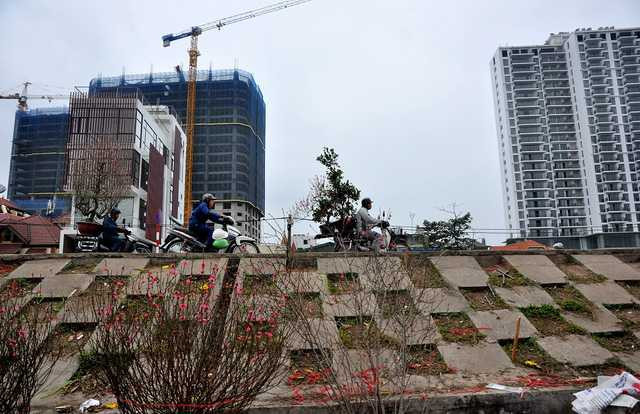  Dù Tết Nguyên Đán đã qua nhưng các điểm bán đào và lê rừng vẫn thu hút khá đông người mua. Mùng 8 tháng Giêng, dọc đê chợ Quảng An (Tây Hồ, Hà Nội), đào được bày nhiều chờ khách tới xem. 