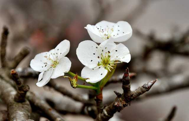  Thú chơi lê rừng mới xuất ở Hà Nội trong vài năm gần đây và nhanh chóng được nhiều người hưởng ứng. Những cánh hoa trắng muốt, thanh mảnh với mùi thơm dịu đặc trưng tạo ra sức hấp dẫn riêng cho loài hoa này. 