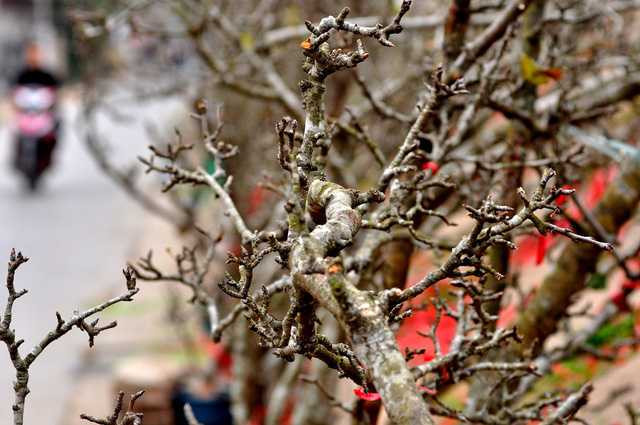  Thời điểm này lê rừng chưa ra hoa nhiều mà chủ yếu mới nảy nụ và lộc. Khác với những loài hoa khác, lê rừng có sức sống bền vì thế người chơi có thể trưng bày vài tháng mà không lo héo hay thối gốc. 