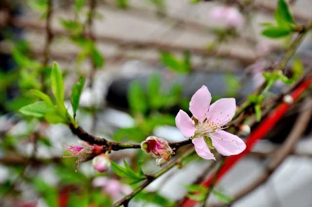  Đào rừng thường có thân to và mốc, cành hoa dày mang vẻ đẹp tự nhiên, xưa cũ. Theo những người bán hàng ở chợ Quảng An, đào rừng, đặc biệt đào phai thường phải sau Tết mới bung nở đẹp nhất. Vì thế nhiều người sành hoa thường chọn thời điểm này để mua hoa về chơi. 