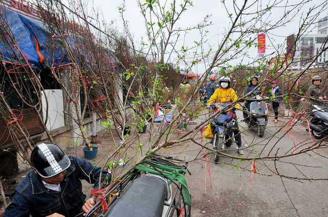  So với thời điểm trước Tết, giá đào thời điểm này có phần đắt hơn. Trung bình, một cành đào có giá giao động từ 200 nghìn đồng đến 1 triệu đồng, cá biệt những cành đào đẹp có thể được trả giá lên tới 3 – 4 triệu đồng/cành. 