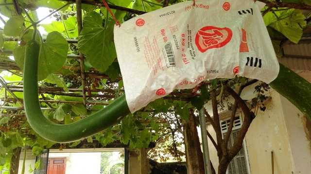 Gia chủ phải dùng bao bì treo quả bầu lên