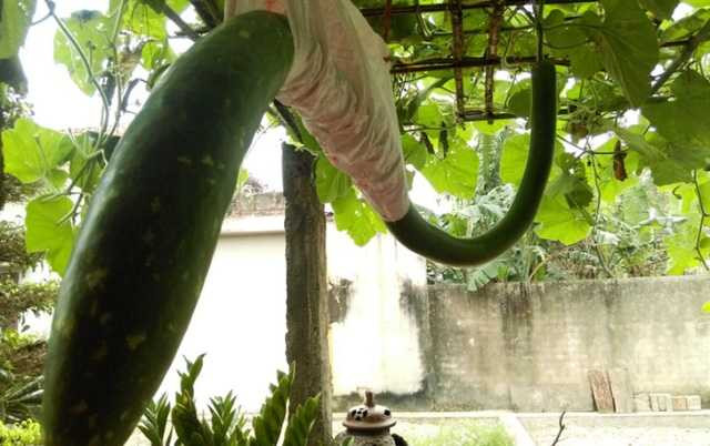 Qủa bầu được 9 tháng và dài hơn 2 m