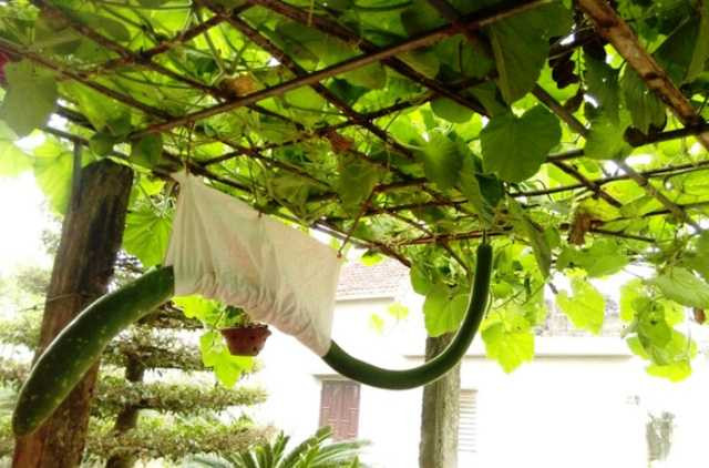 Qủa bầu có hình thù kỳ lạ