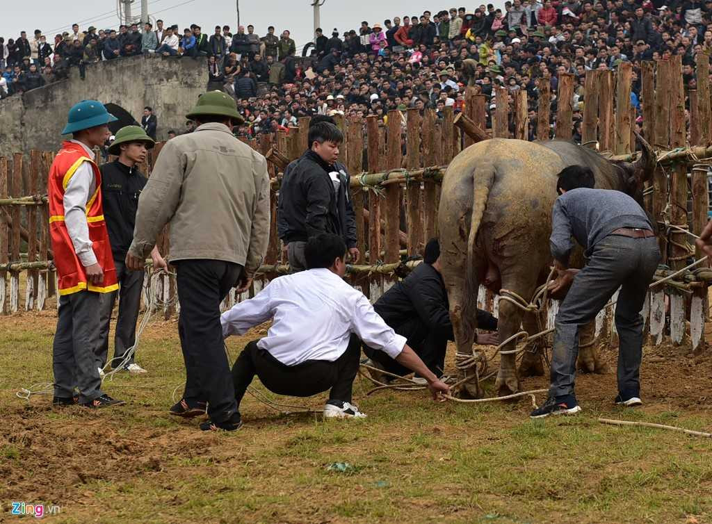 Dung may xuc keo 'ong Cau' thua tran ra khoi hoi choi trau hinh anh 11