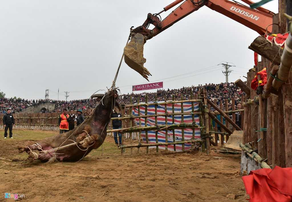 Dung may xuc keo 'ong Cau' thua tran ra khoi hoi choi trau hinh anh 14