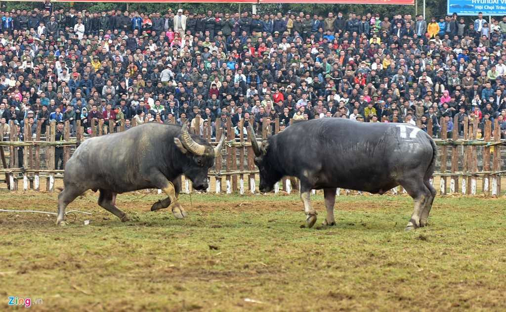 Dung may xuc keo 'ong Cau' thua tran ra khoi hoi choi trau hinh anh 6