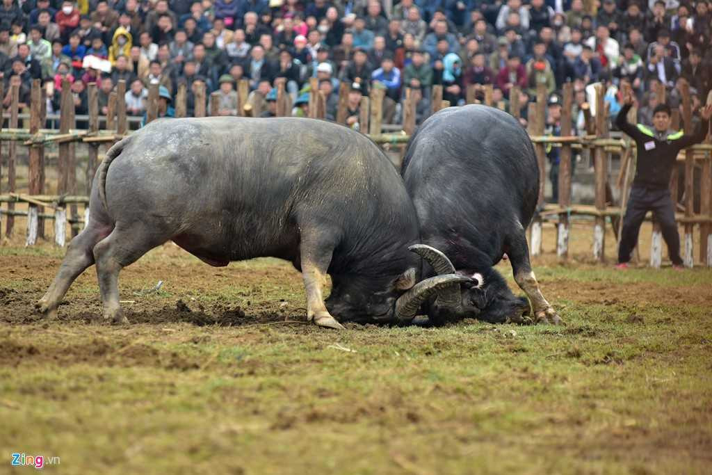 Dung may xuc keo 'ong Cau' thua tran ra khoi hoi choi trau hinh anh 7