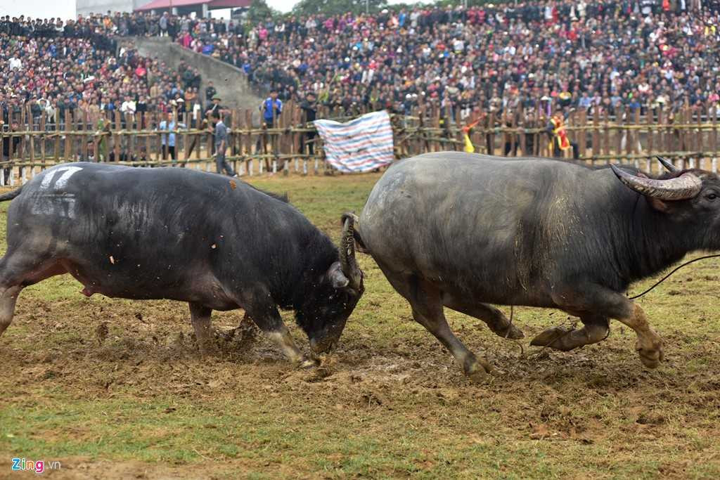 Dung may xuc keo 'ong Cau' thua tran ra khoi hoi choi trau hinh anh 8