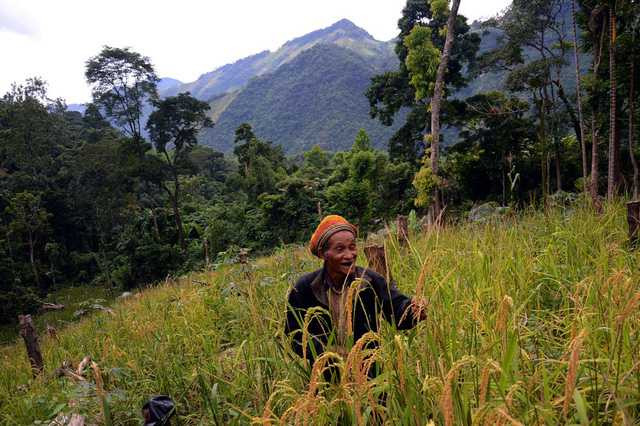  Để có lương thực sinh sống ở giữa rừng sâu, ông phát một khoảnh rẫy nhỏ gần chòi để gieo lúa. Khi lúa chín ông tuốt bằng tay, đưa về sấy trên gác bếp và khi cần gạo ăn ông lấy ra giã bằng chày, cối tự chế bằng thân cây. 