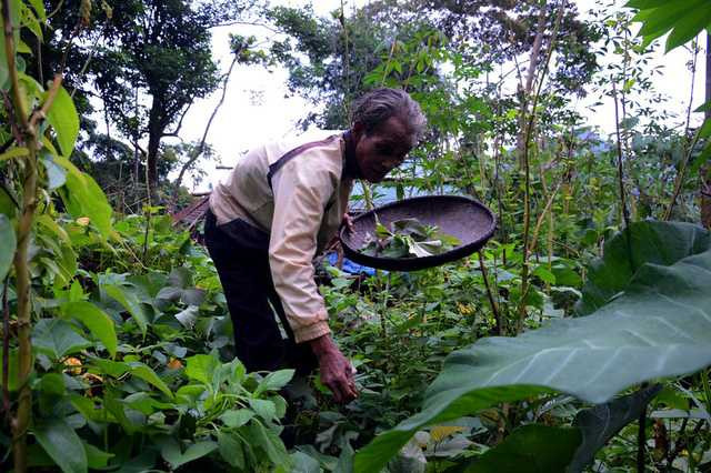  Xung quanh căn chòi của mình, ông Châu trồng rất nhiều rau xanh như rau lang, bầu, bí, ớt, nghệ… để cung cấp cho bữa ăn. 