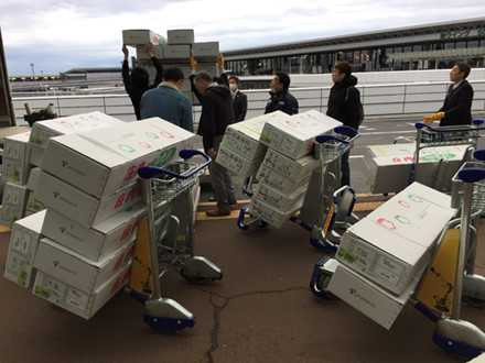 “Chắc chắn không có tình trạng hoa giả tại lễ hội hoa anh đào” ảnh 2