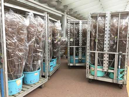 “Chắc chắn không có tình trạng hoa giả tại lễ hội hoa anh đào” ảnh 1