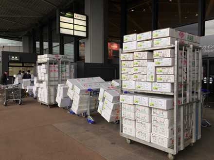 “Chắc chắn không có tình trạng hoa giả tại lễ hội hoa anh đào” ảnh 3