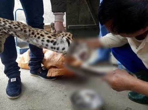 giet-meo-rung-1-1113