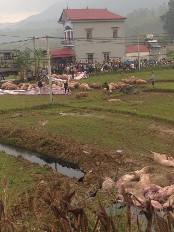 Hàng chục con lợn chạy loạn khi xe tải lao xuống ruộng ảnh 1