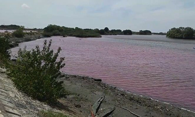 Nước cả vùng hồ rộng lớn chuyển thành màu tím