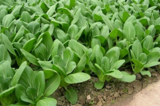 rau cải, cải bó xôi, bổ sung canxi, sữa tươi