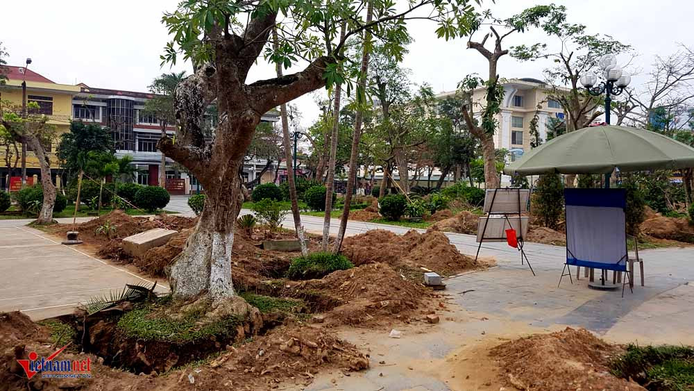 di dời cây cổ thụ, cây cổ thụ trăm tuổi, công viên thành phố Thái Bình