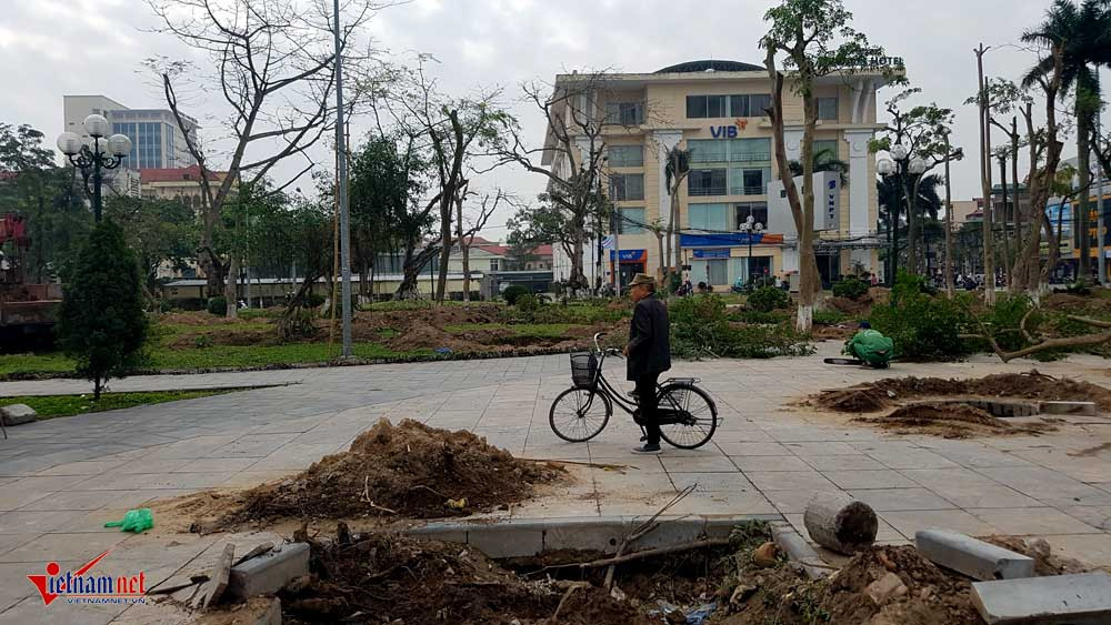 di dời cây cổ thụ, cây cổ thụ trăm tuổi, công viên thành phố Thái Bình