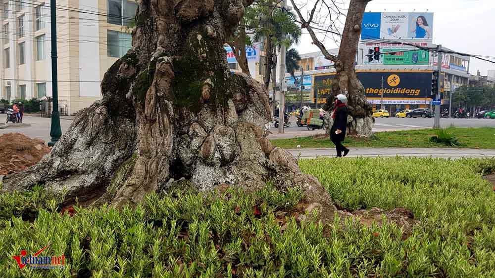 di dời cây cổ thụ, cây cổ thụ trăm tuổi, công viên thành phố Thái Bình