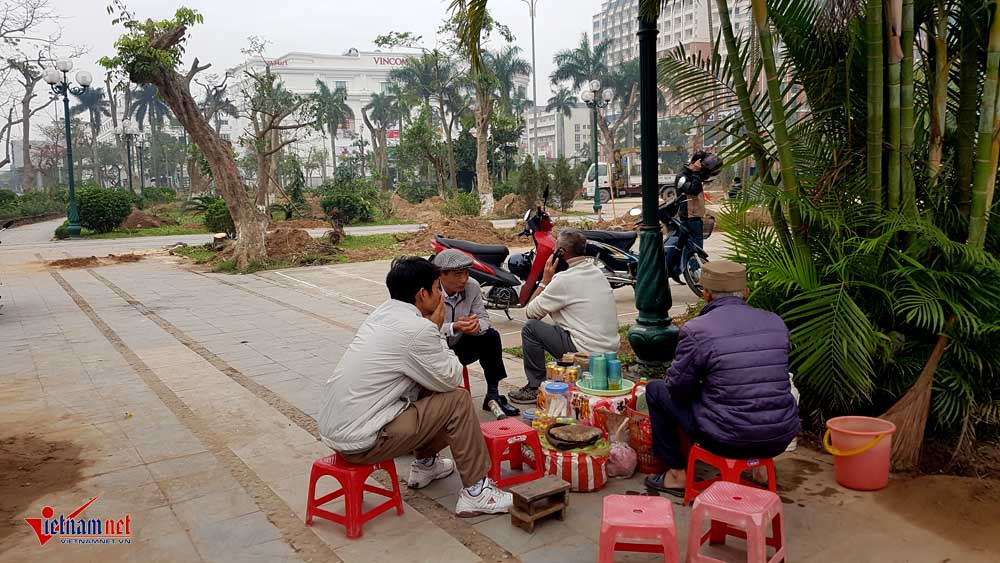 di dời cây cổ thụ, cây cổ thụ trăm tuổi, công viên thành phố Thái Bình