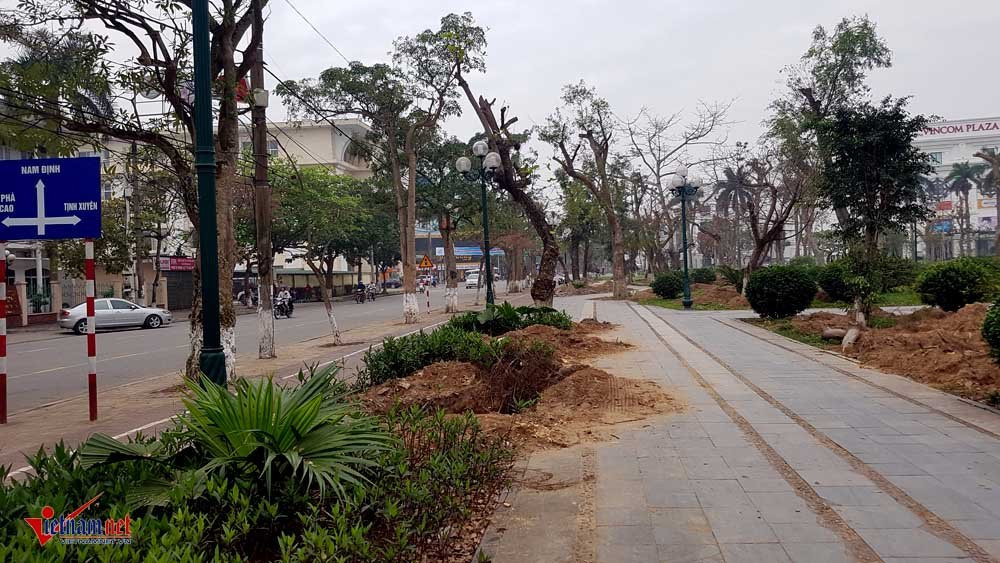 di dời cây cổ thụ, cây cổ thụ trăm tuổi, công viên thành phố Thái Bình