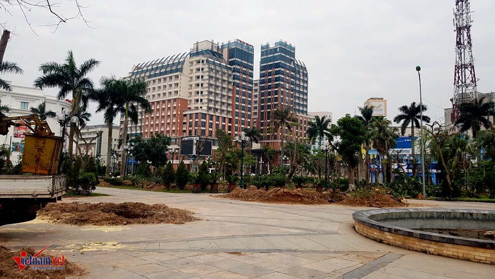 di dời cây cổ thụ, cây cổ thụ trăm tuổi, công viên thành phố Thái Bình