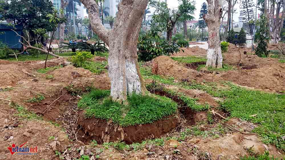 di dời cây cổ thụ, cây cổ thụ trăm tuổi, công viên thành phố Thái Bình