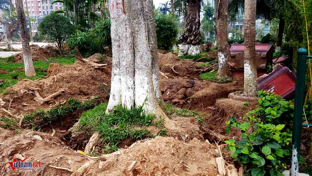 di dời cây cổ thụ, cây cổ thụ trăm tuổi, công viên thành phố Thái Bình