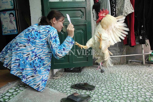 “cu ga” 5 tuoi thich xem tivi, hong gio, giu nha thay cho hinh anh 6