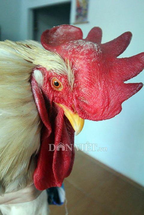 “cu ga” 5 tuoi thich xem tivi, hong gio, giu nha thay cho hinh anh 3