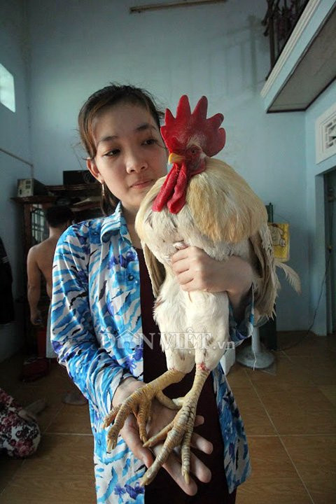 “cu ga” 5 tuoi thich xem tivi, hong gio, giu nha thay cho hinh anh 2