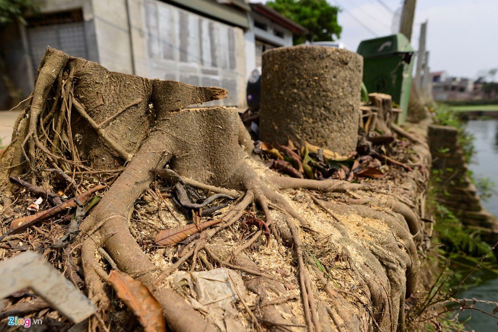 Trong lai cay ngay cho vua chat de lam dep via he hinh anh 7