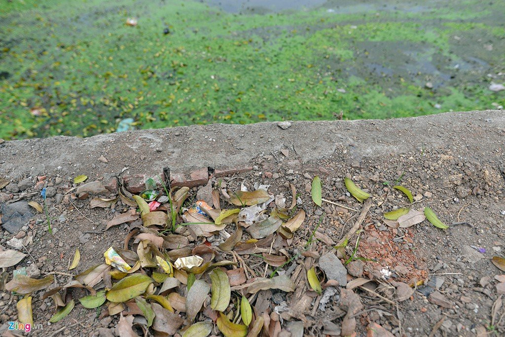 Trong lai cay ngay cho vua chat de lam dep via he hinh anh 12