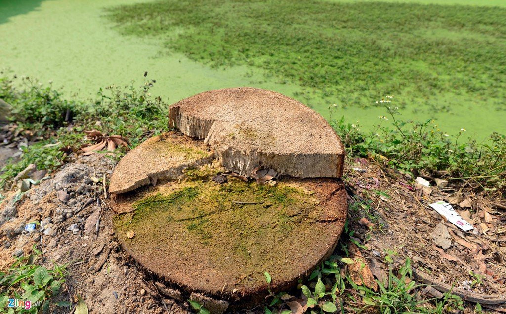 Trong lai cay ngay cho vua chat de lam dep via he hinh anh 11