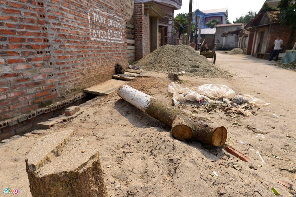 Trong lai cay ngay cho vua chat de lam dep via he hinh anh 13