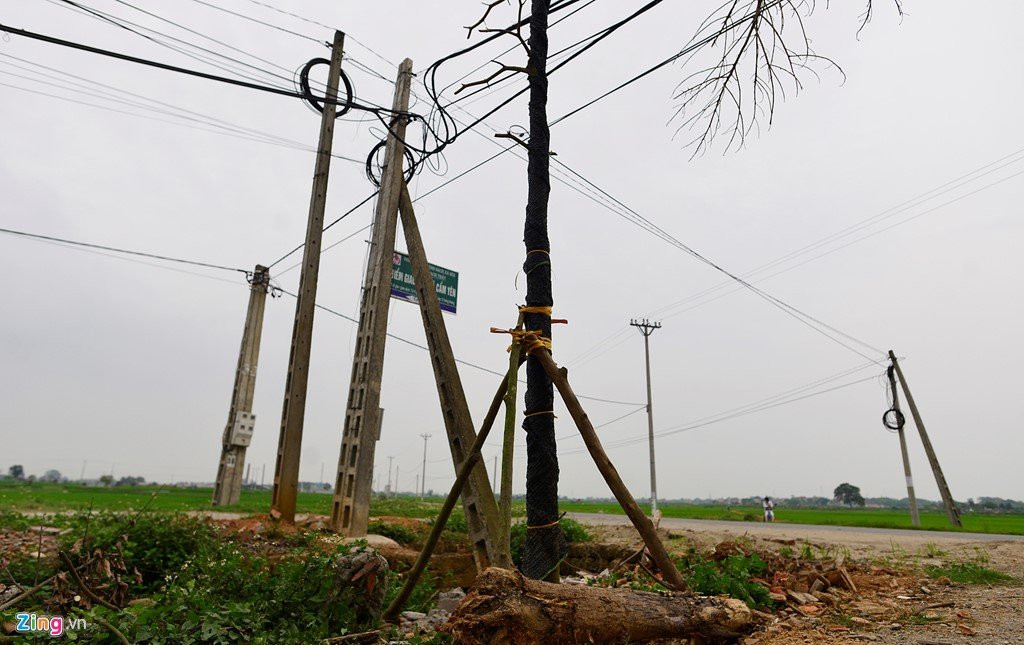 Trong lai cay ngay cho vua chat de lam dep via he hinh anh 3