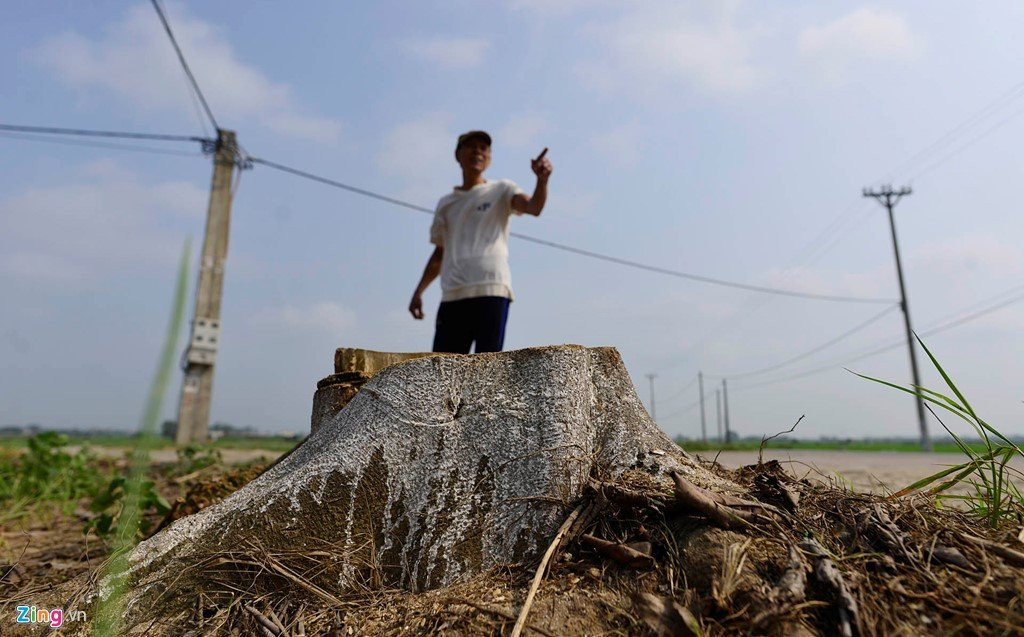 Trong lai cay ngay cho vua chat de lam dep via he hinh anh 4