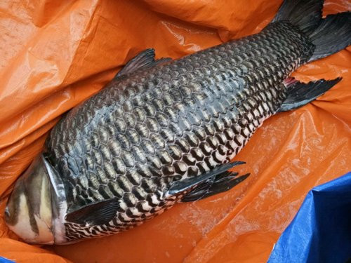 nguoi-sai-gon-bat-duoc-ca-ho-60-kg-1