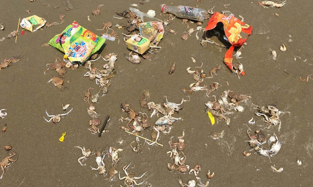 nghỉ lễ 30/4, biển Sầm Sơn, tắm biển, cá chết, Sầm Sơn