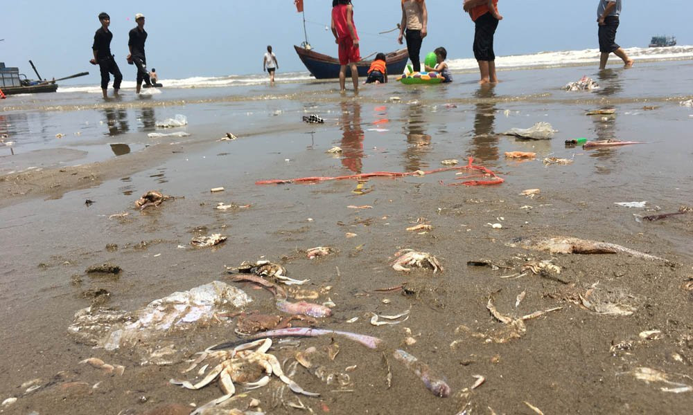 nghỉ lễ 30/4, biển Sầm Sơn, tắm biển, cá chết, Sầm Sơn