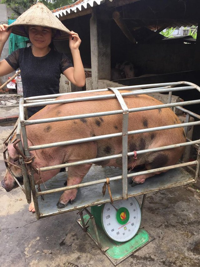 Một doanh nghiệp đã mua hết số lợn nhà chị Xuyến với giá 35.000 đ/kg lợn hơi (ảnh CTV)