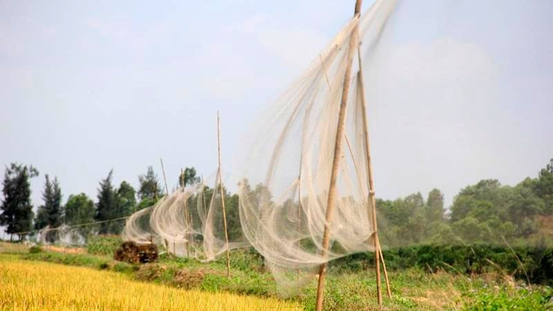 tận diệt chim trời, săn bắt chim, đánh bẫy, chim thui