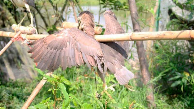 tận diệt chim trời, săn bắt chim, đánh bẫy, chim thui