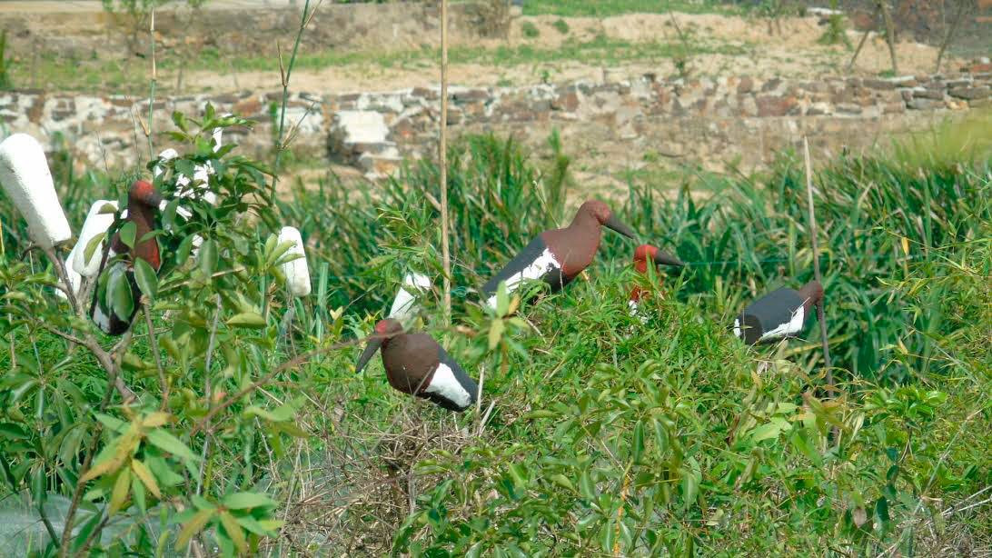 tận diệt chim trời, săn bắt chim, đánh bẫy, chim thui