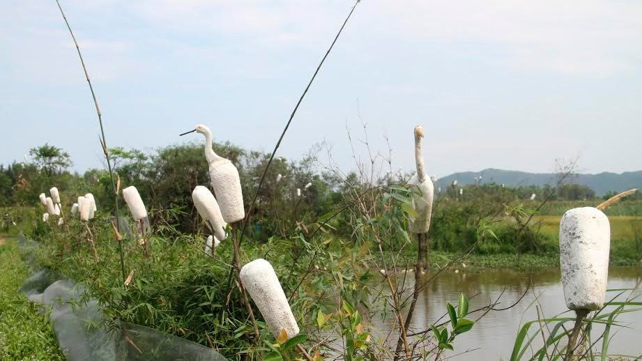 tận diệt chim trời, săn bắt chim, đánh bẫy, chim thui